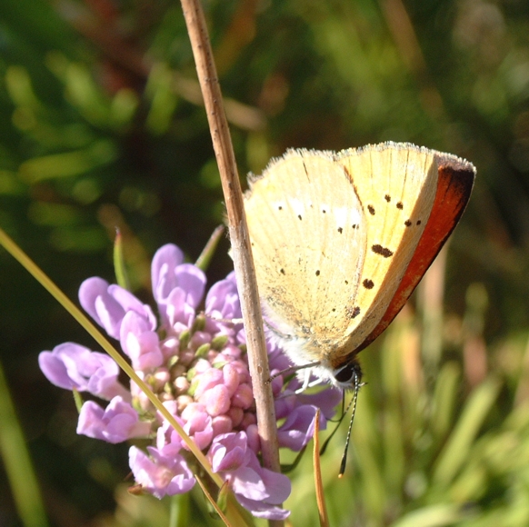 Lycaena virgaureae